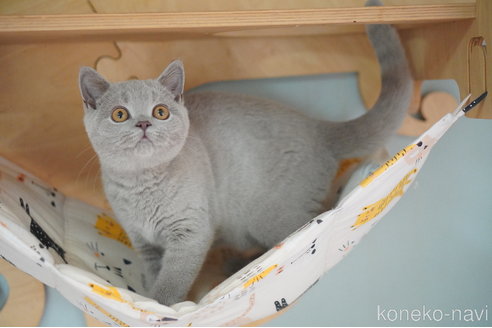 成約済の滋賀県のブリティッシュショートヘア-103605の5枚目