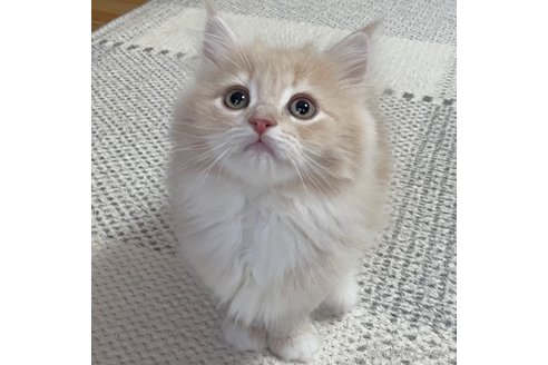 ミヌエットの子猫を探す｜子猫ブリーダーナビ