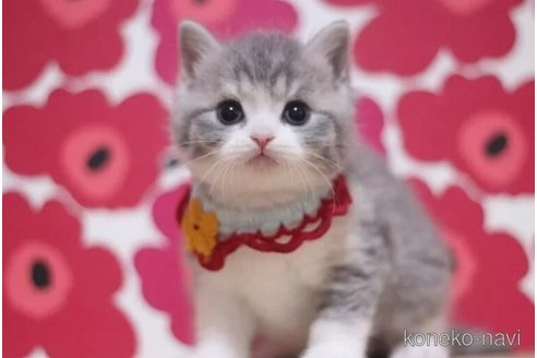 成約済の東京都のスコティッシュフォールド-108540の4枚目