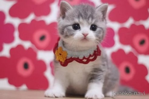 成約済の東京都のスコティッシュフォールド-108540の5枚目