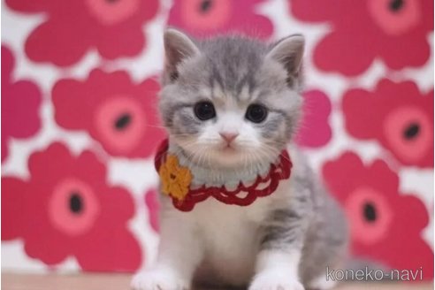 成約済の東京都のスコティッシュフォールド-108540の1枚目