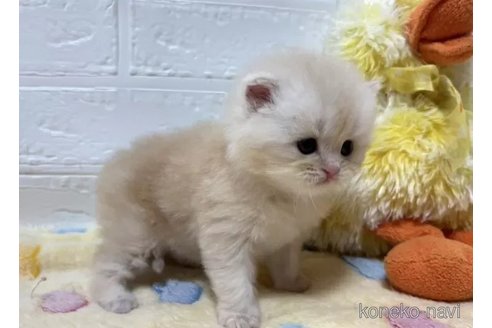 成約済の山梨県のスコティッシュフォールド-108550の2枚目