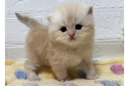 成約済の山梨県のスコティッシュフォールド-108550の4枚目