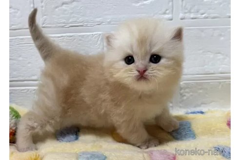 成約済の山梨県のスコティッシュフォールド-108550の6枚目