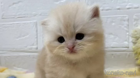 成約済の山梨県のスコティッシュフォールド-108550の1枚目