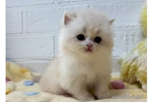 成約済の山梨県のスコティッシュフォールド-108554の3枚目