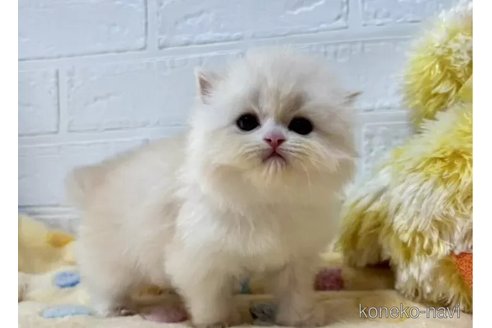成約済の山梨県のスコティッシュフォールド-108554の4枚目