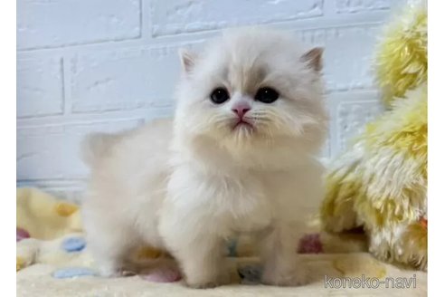 成約済の山梨県のスコティッシュフォールド-108554の6枚目