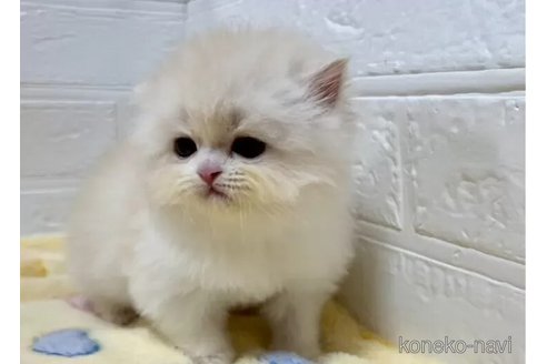 成約済の山梨県のスコティッシュフォールド-108554の5枚目