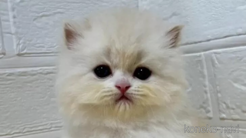成約済の山梨県のスコティッシュフォールド-108554の1枚目