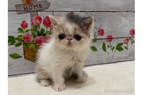 成約済の山梨県のエキゾチックショートヘア-108555の1枚目
