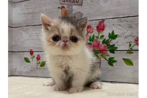 成約済の山梨県のエキゾチックショートヘア-108555の9枚目