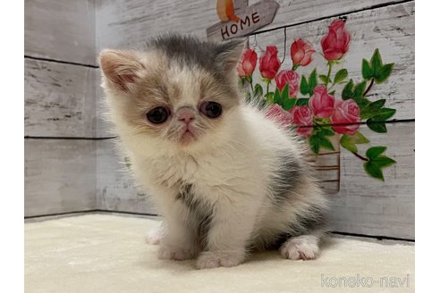 成約済の山梨県のエキゾチックショートヘア-108555の11枚目