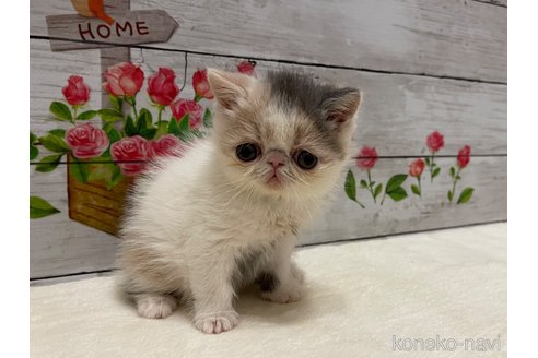 成約済の山梨県のエキゾチックショートヘア-108555の3枚目