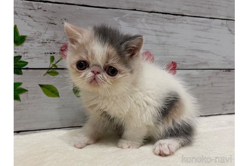 成約済の山梨県のエキゾチックショートヘア-108555の6枚目