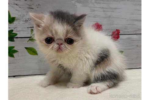 成約済の山梨県のエキゾチックショートヘア-108555の8枚目