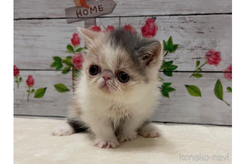 成約済の山梨県のエキゾチックショートヘア-108555の4枚目