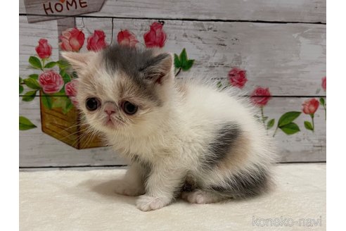成約済の山梨県のエキゾチックショートヘア-108555の7枚目