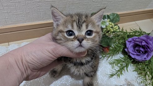 成約済の広島県のスコティッシュフォールド-107019の18枚目