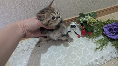 成約済の広島県のスコティッシュフォールド-107019の16枚目