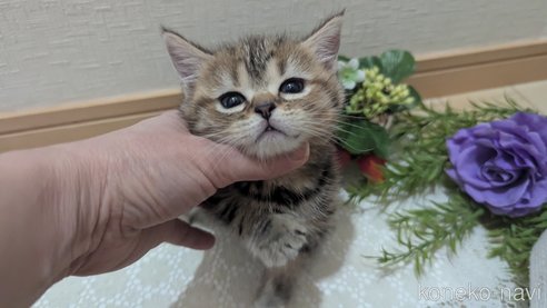 成約済の広島県のスコティッシュフォールド-107019の14枚目