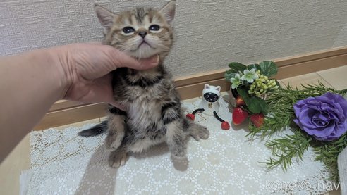 成約済の広島県のスコティッシュフォールド-107019の13枚目