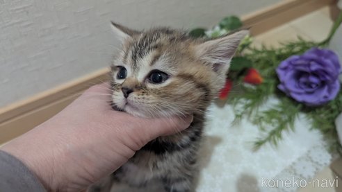 成約済の広島県のスコティッシュフォールド-107019の11枚目