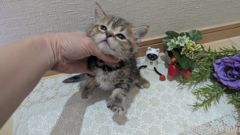 成約済の広島県のスコティッシュフォールド-107019の10枚目
