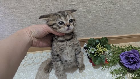 成約済の広島県のスコティッシュフォールド-107018の9枚目