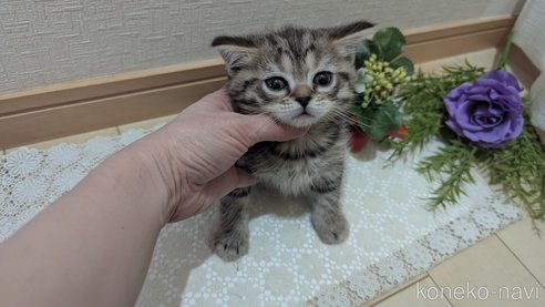 成約済の広島県のスコティッシュフォールド-107018の8枚目