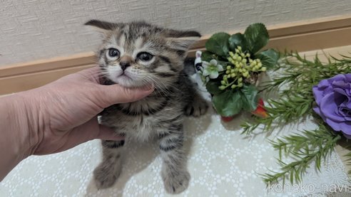 成約済の広島県のスコティッシュフォールド-107018の7枚目