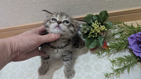成約済の広島県のスコティッシュフォールド-107018の6枚目