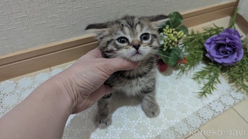 成約済の広島県のスコティッシュフォールド-107018の5枚目