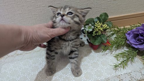 成約済の広島県のスコティッシュフォールド-107018の4枚目