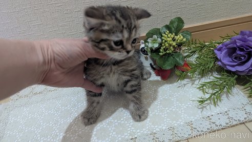 成約済の広島県のスコティッシュフォールド-107018の3枚目