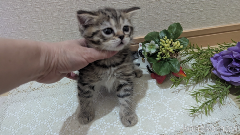 成約済の広島県のスコティッシュフォールド-107018
