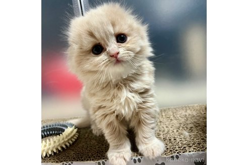 成約済の三重県のスコティッシュフォールド(折れ耳)-107103の13枚目