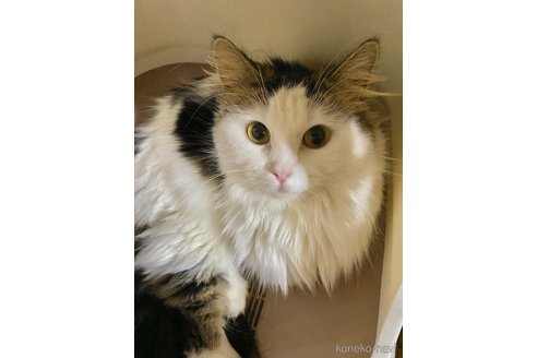 成約済の大阪府のマンチカン-108357の4枚目