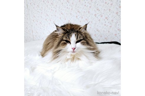 販売中の兵庫県のノルウェージャンフォレストキャット-108573の6枚目