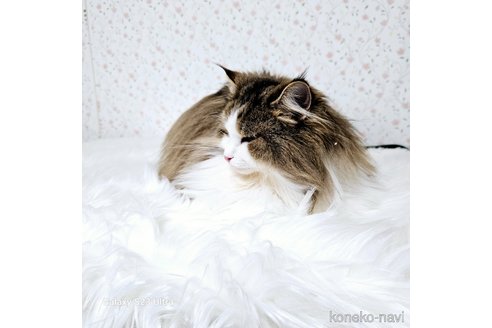 販売中の兵庫県のノルウェージャンフォレストキャット-108573の5枚目