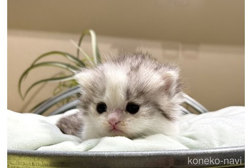 成約済の岐阜県のミヌエット(短足)-108580の7枚目