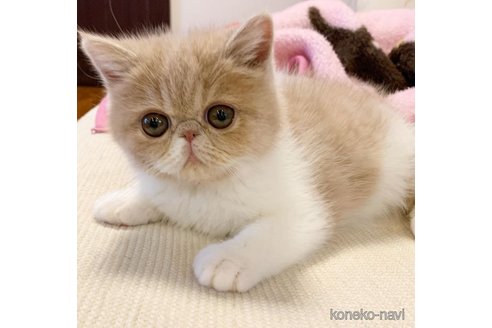 ののエキゾチックショートヘア-