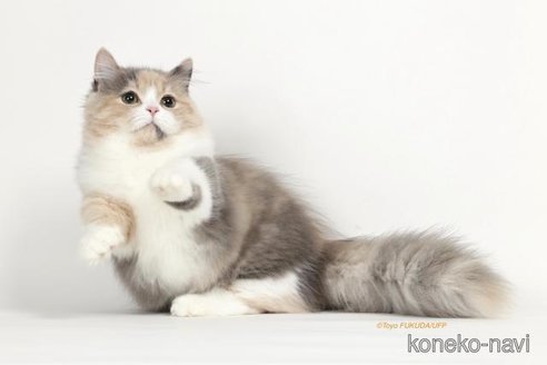 アメリアちゃん1枚目