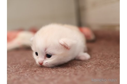 成約済の愛知県のマンチカン(短足)-108656の3枚目