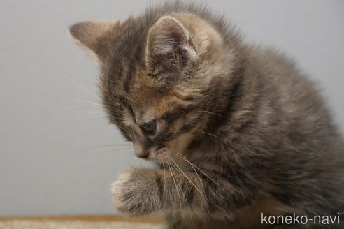 成約済の埼玉県のアメリカンショートヘア-107332の10枚目