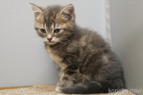 成約済の埼玉県のアメリカンショートヘア-107332の7枚目