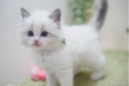 成約済の神奈川県のラグドール-108681の2枚目