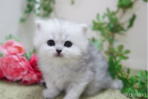 成約済の神奈川県のミヌエット-108703の3枚目
