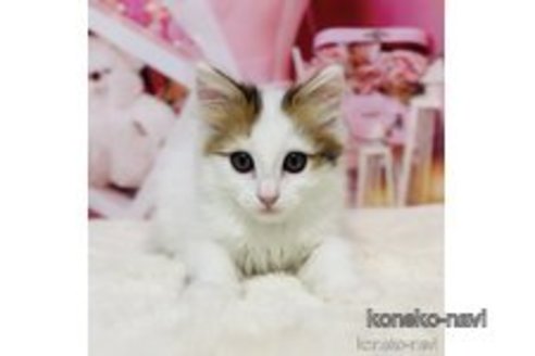 成約済の岐阜県のサイベリアン-106268の2枚目