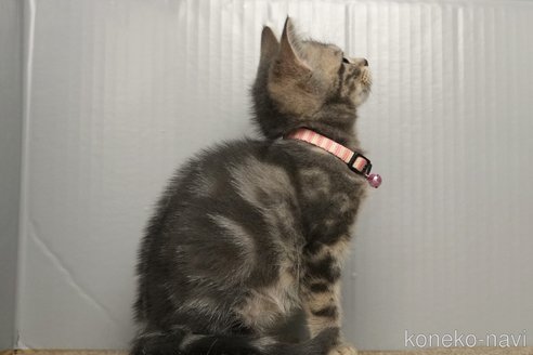 成約済の埼玉県のアメリカンショートヘア-102351の2枚目
